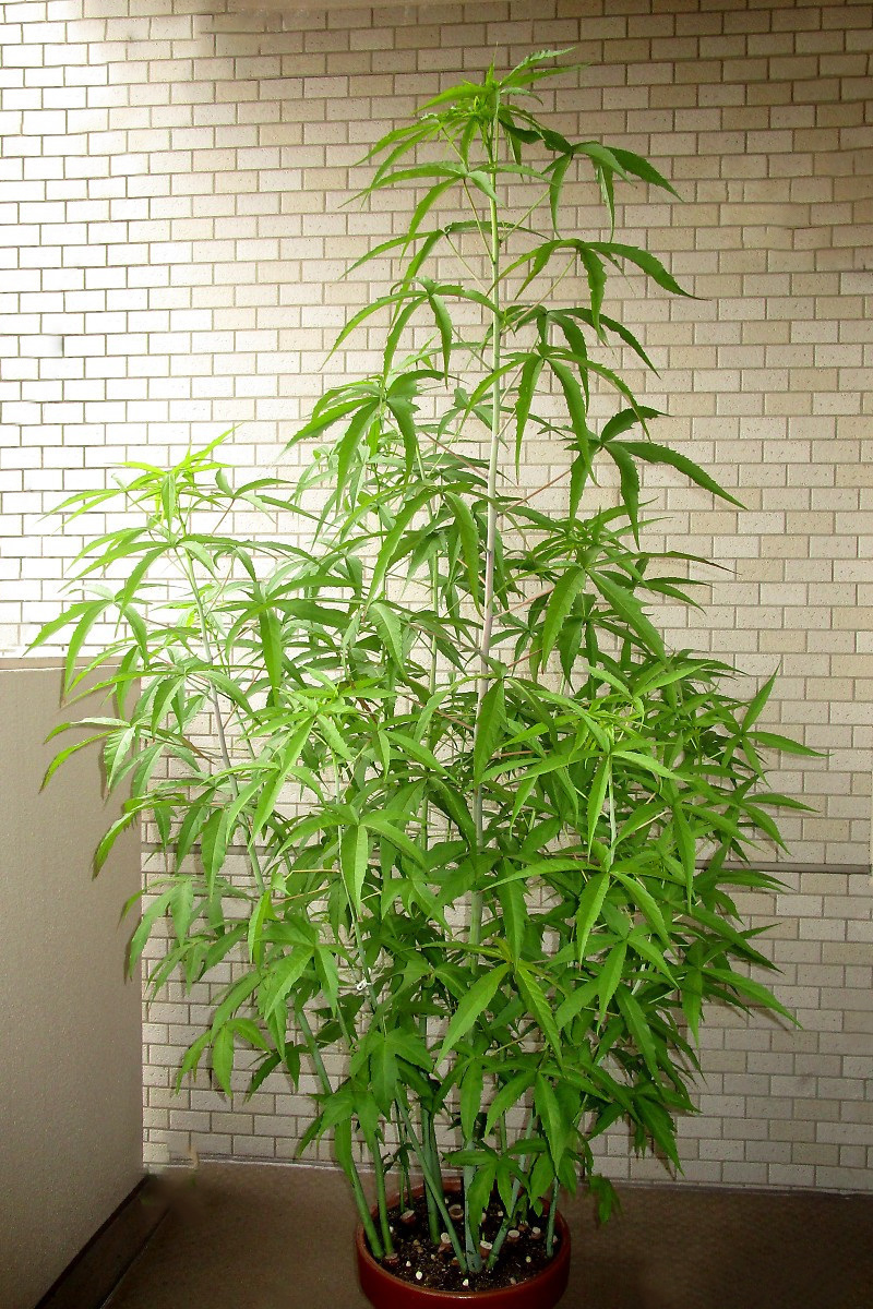 モミジアオイ