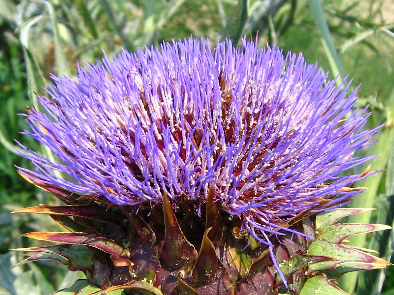 清末の民国のチョークの花の蝶 黒揚羽🐦‍⬛🦋 日本だと南部に生息、真っ黒で大きなアゲハ蝶