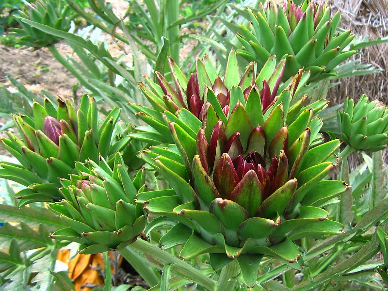 アーティチョーク