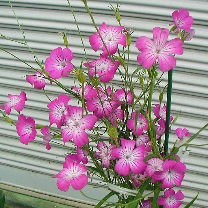 アグロステンマ