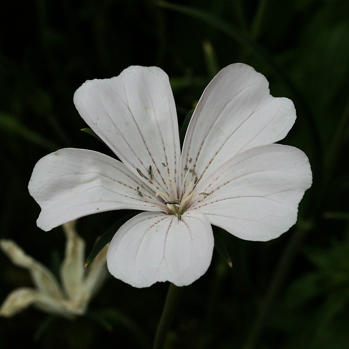 アグロステンマ