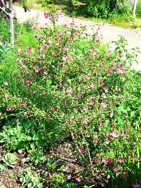 アニソドンテア