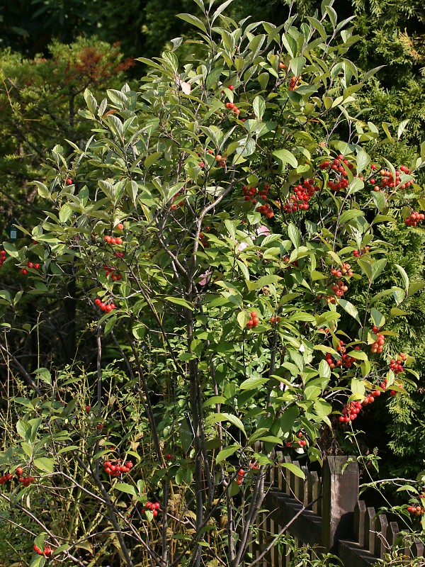 アロニア・アルブティフォリア