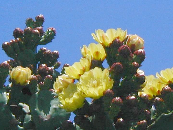 ウチワサボテン