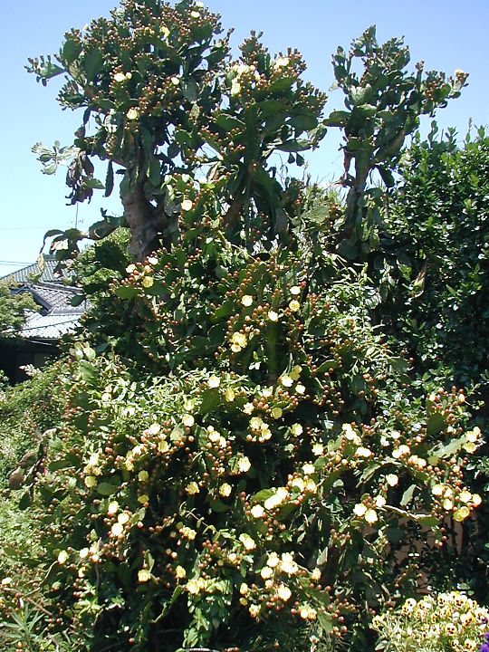 ウチワサボテン