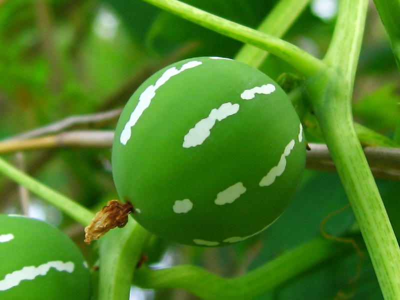 オキナワスズメウリ