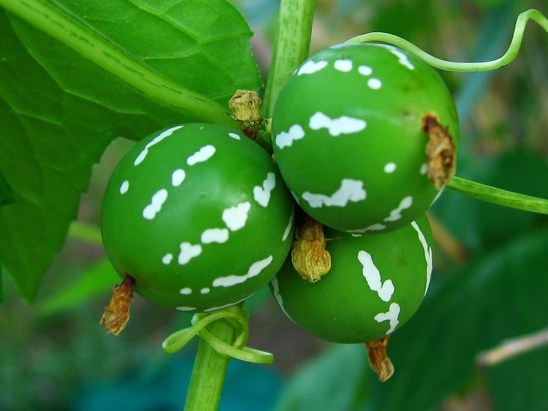 オキナワスズメウリ