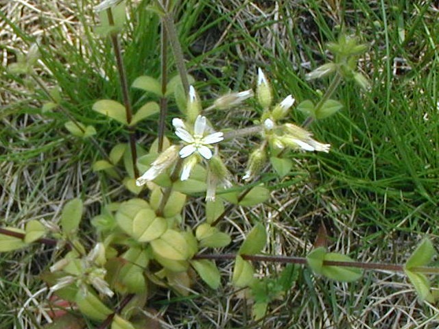 オランダミミナグサ