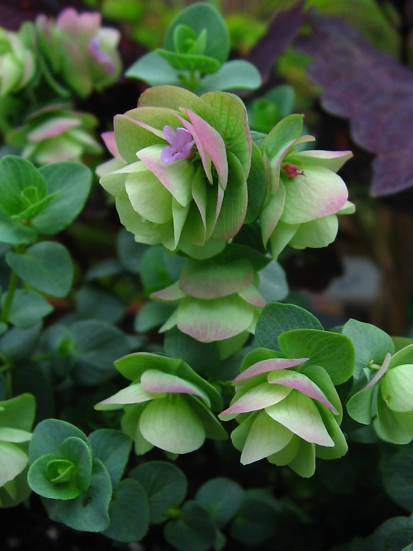 オレガノ・ケント・ビューティー