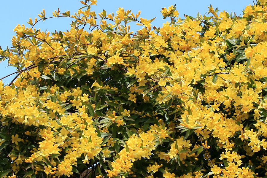 カロライナジャスミン