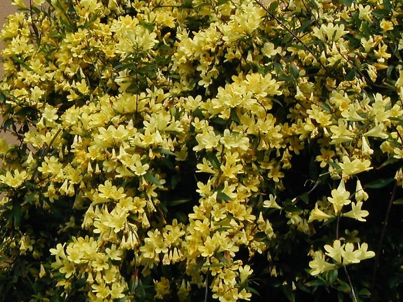 カロライナジャスミン