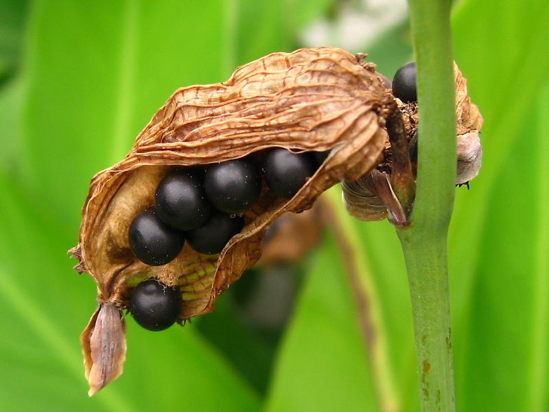 カンナ・インディカ