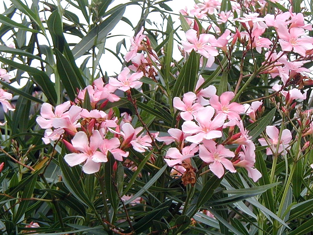 キョウチクトウ