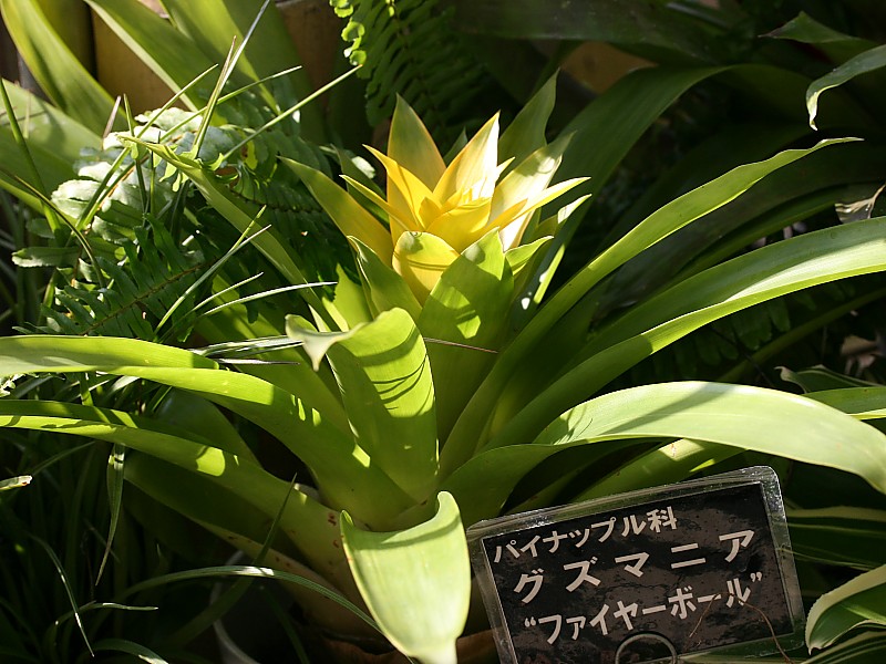 グズマニア・ファイヤーボール