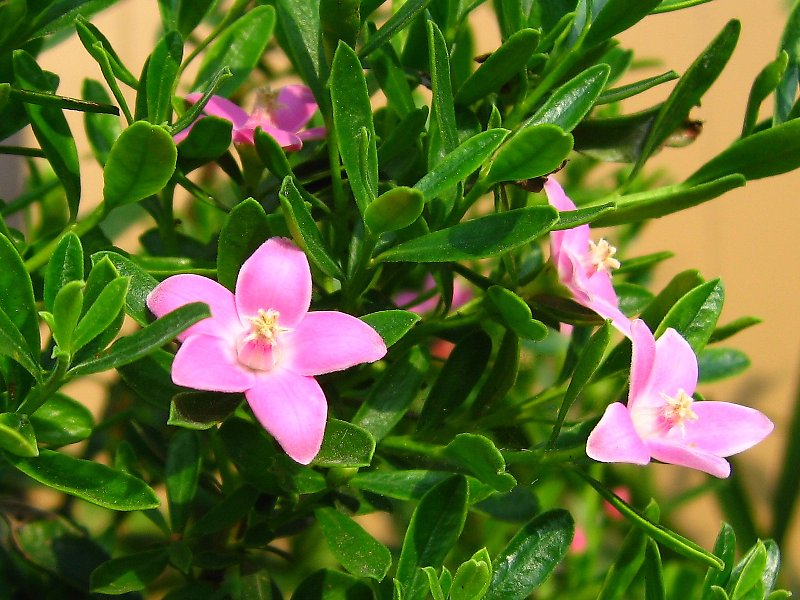 クロウエア・サリグナ