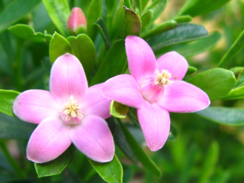 クロウエア・サリグナ