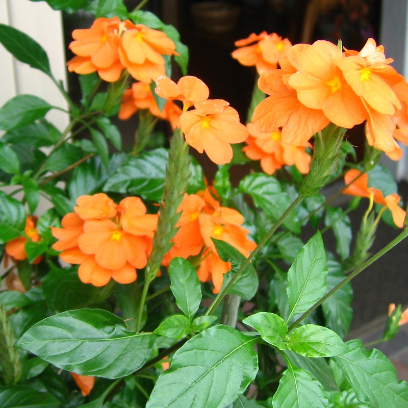 クロッサンドラ