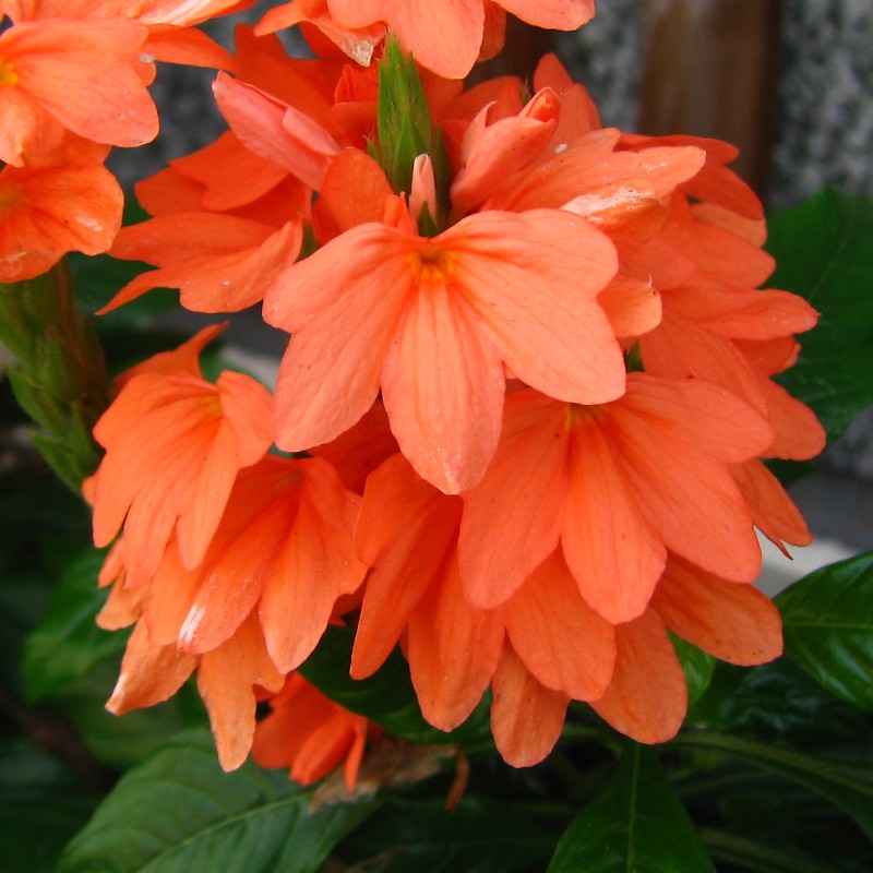 クロッサンドラ