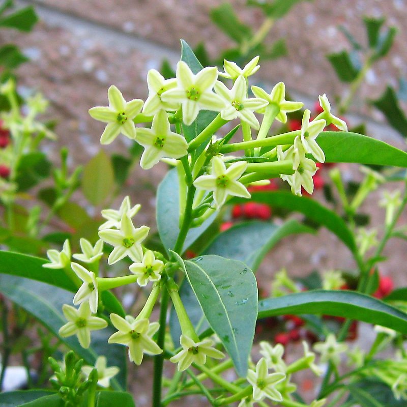 ケストルム・パルクイ