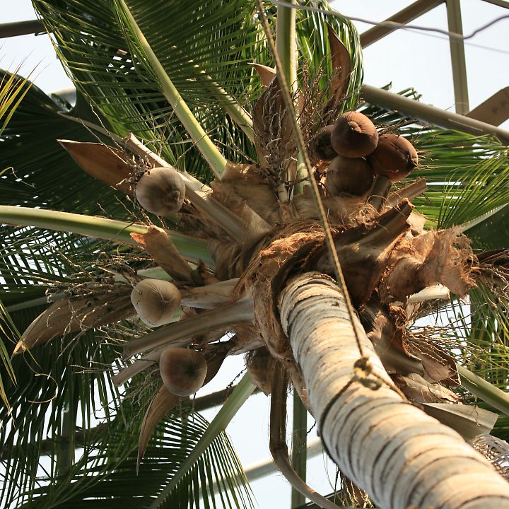 ココヤシ