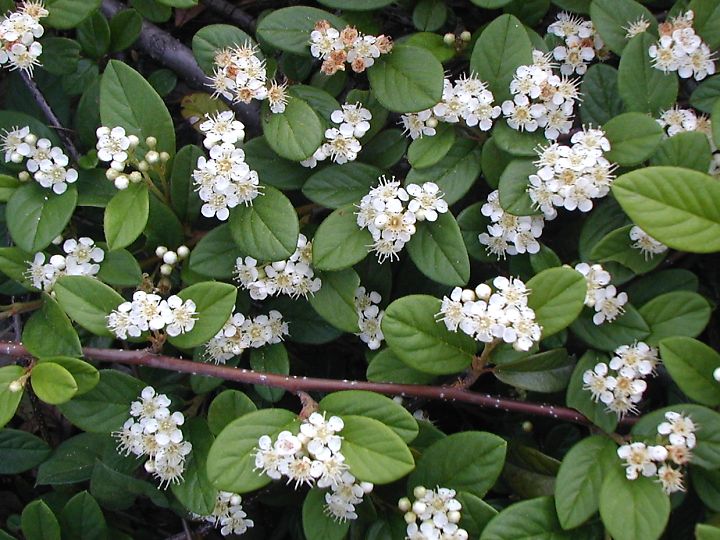 コトネアスター