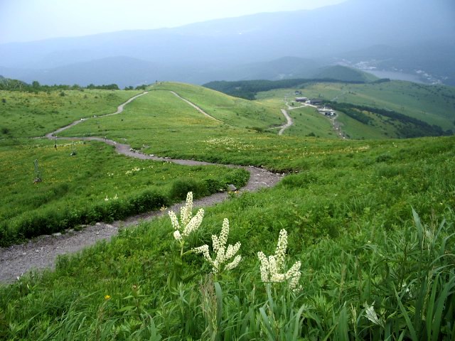 コバイケイソウ