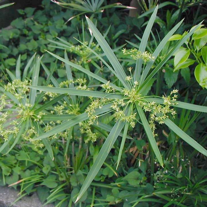 シュロガヤツリ