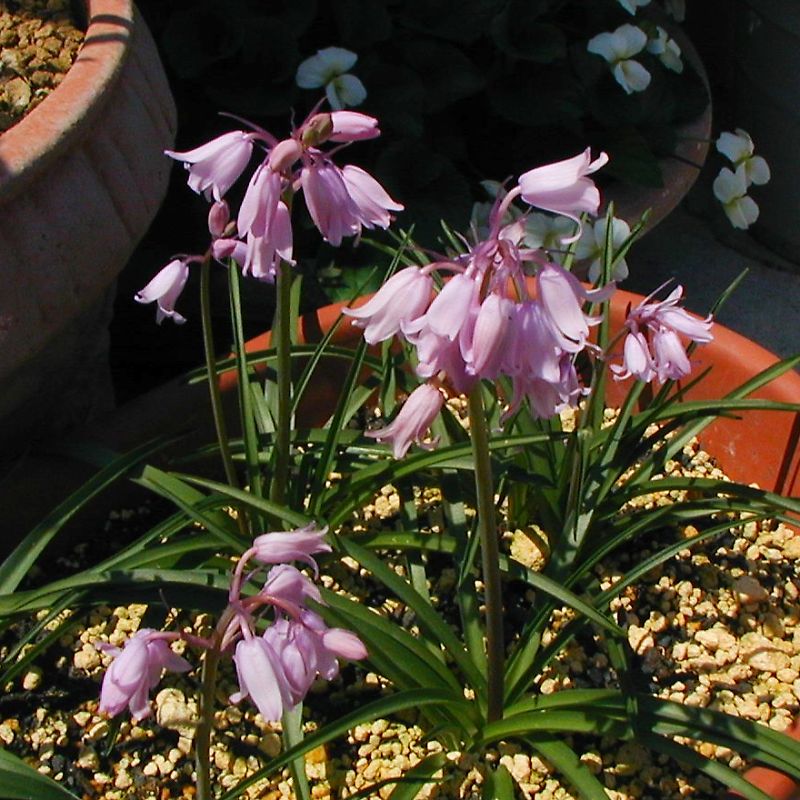 シラー・ヒスパニカ