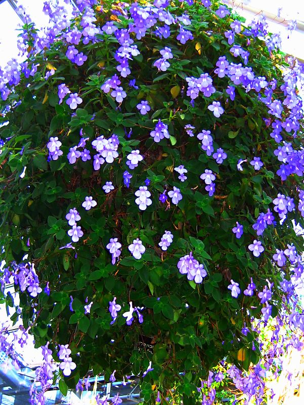 ストレプトカーパス