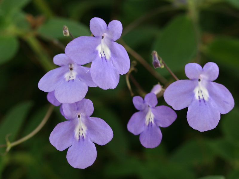 ストレプトカーパス