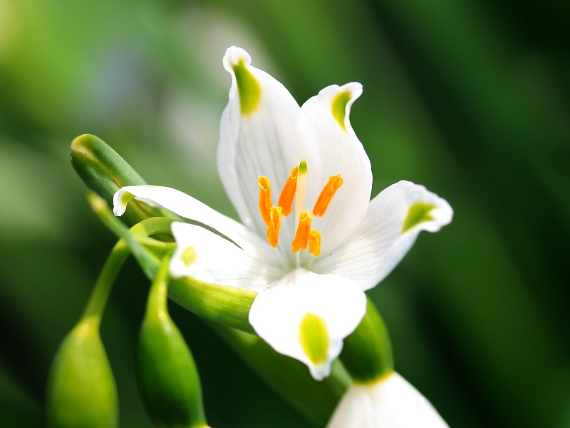 スノーフレーク