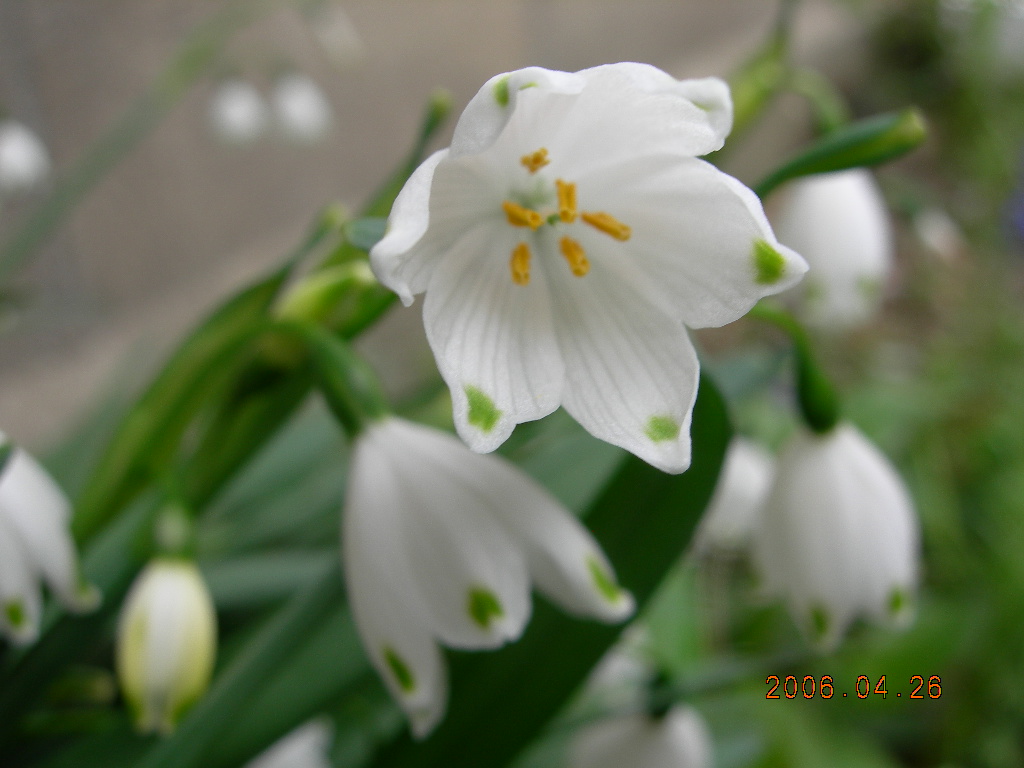 スノーフレーク