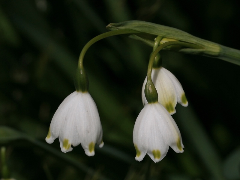 スノーフレーク