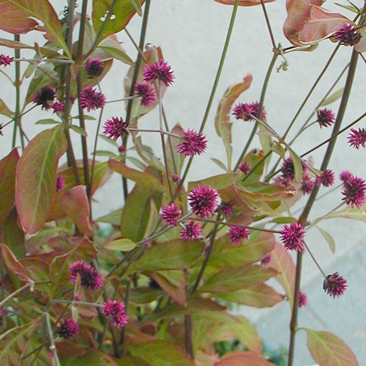 センニチコボウ