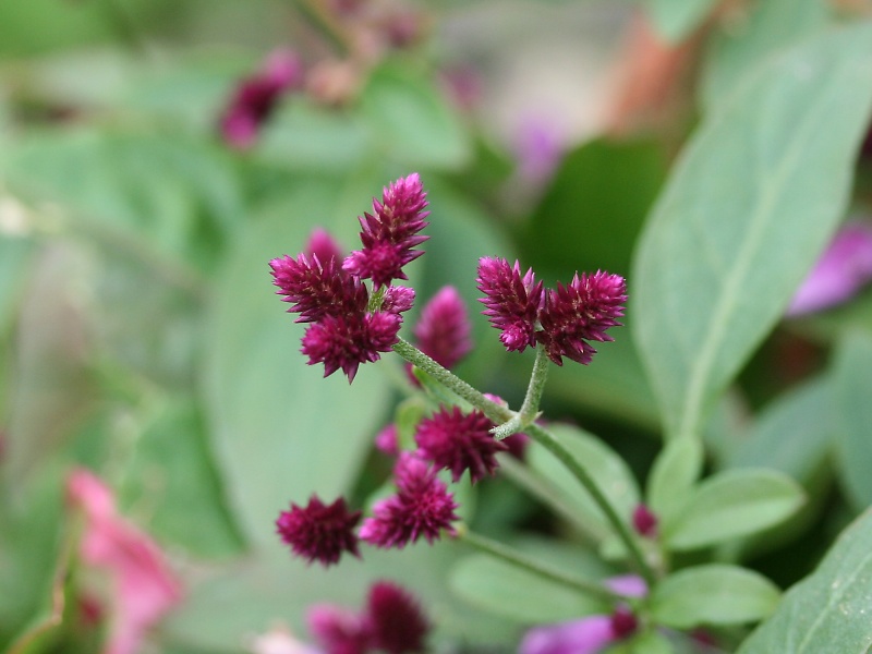 センニチコボウ