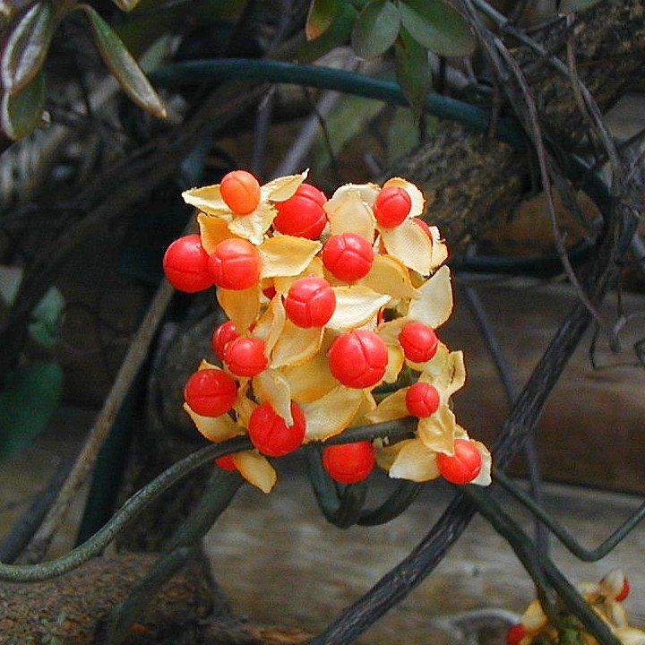 ツルウメモドキ