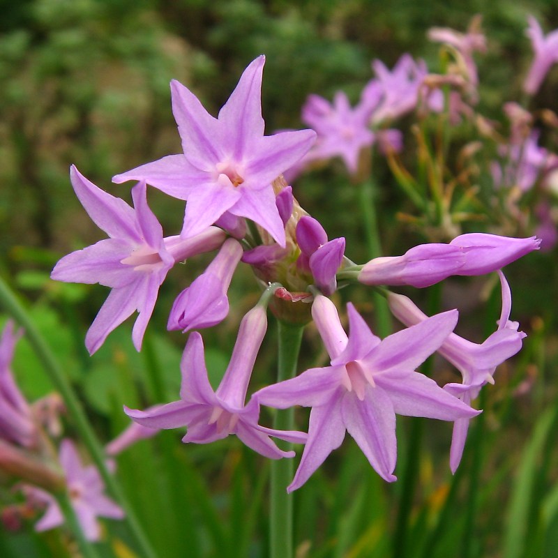 ツルバギア・ビオラケア