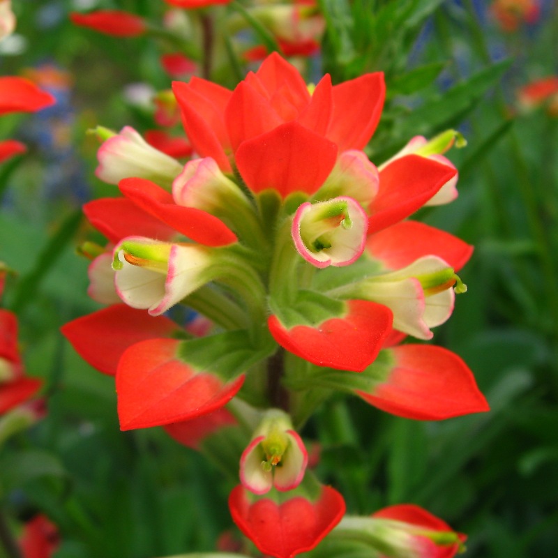 テキサス・ペイントブラシ