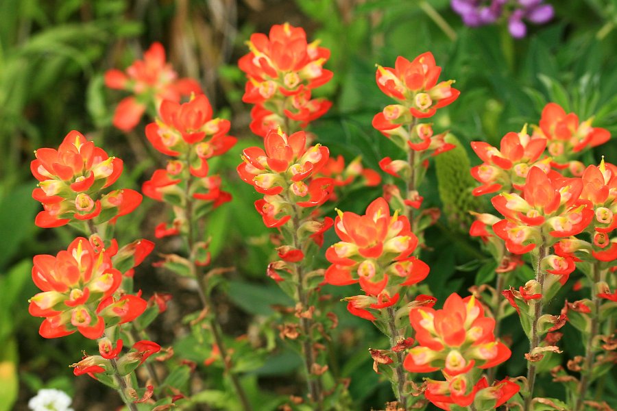 テキサス・ペイントブラシ