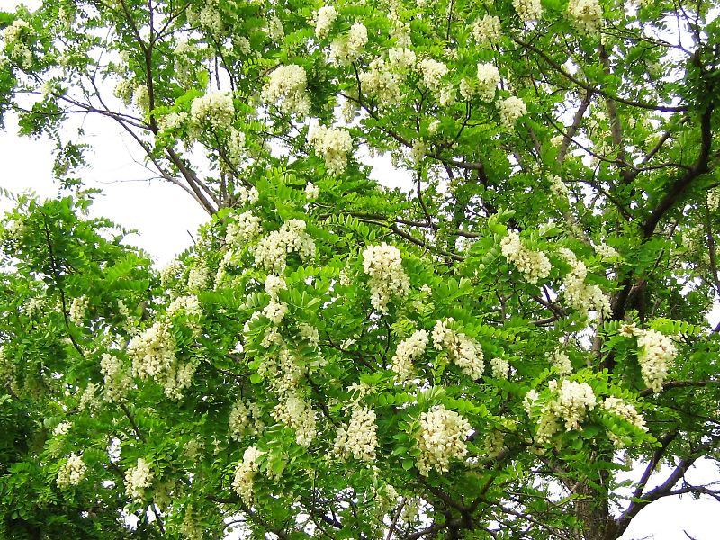 ニセアカシア