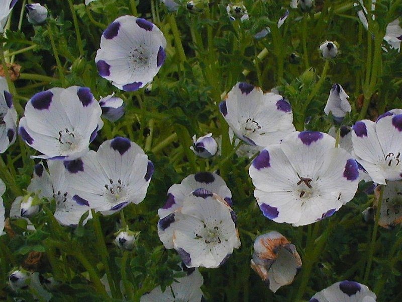 ネモフィラ・マクラタ