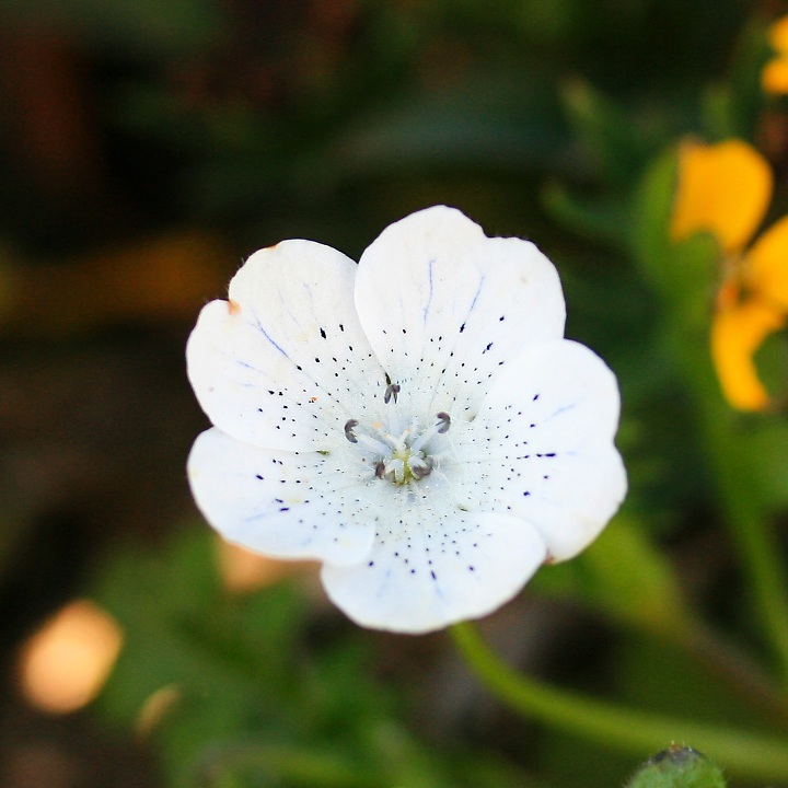 ネモフィラ・メンジージー・スノーストーム