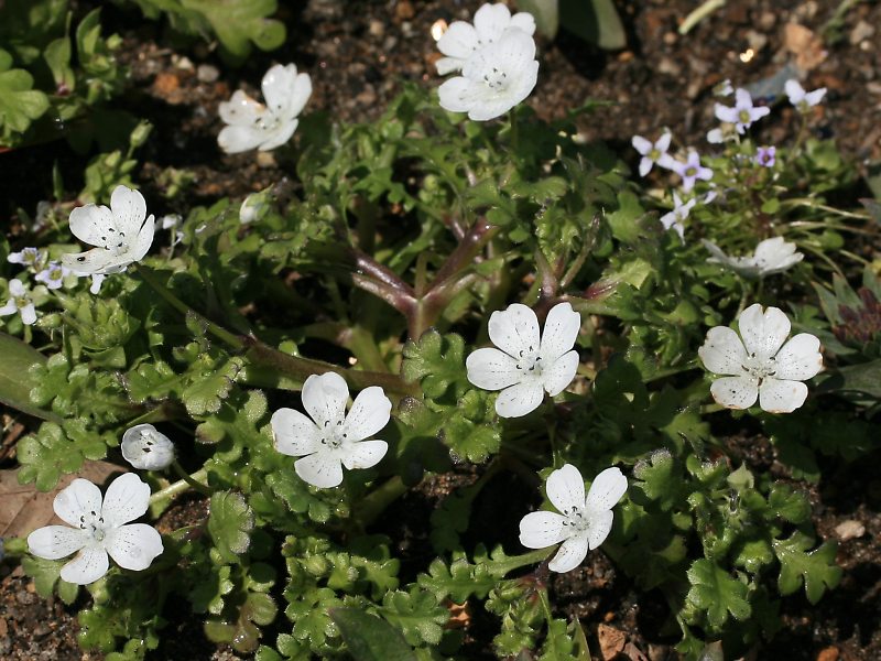 ネモフィラ・メンジージー・スノーストーム