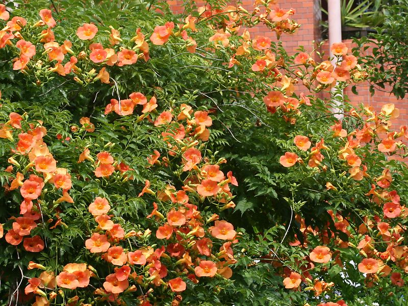 ノウゼンカズラ