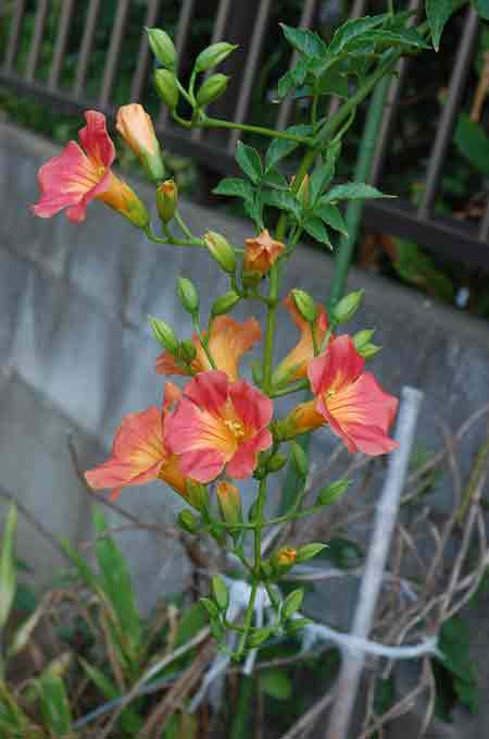 ノウゼンカズラ