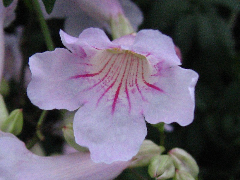 ノウゼンカズラ