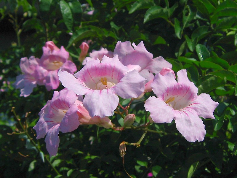 ノウゼンカズラ