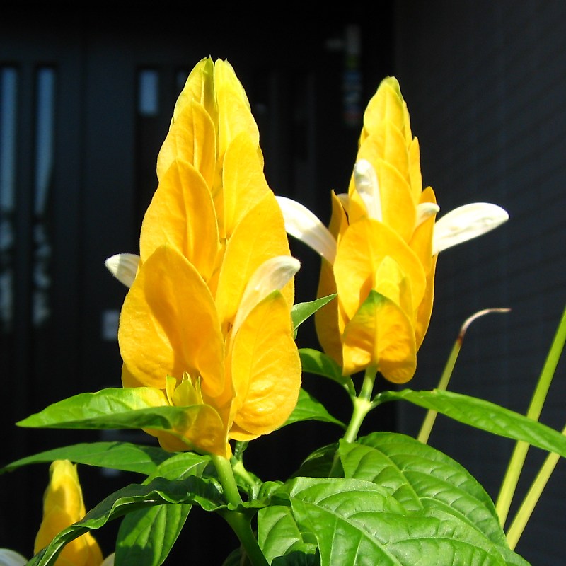 パキスタキス・ルテア