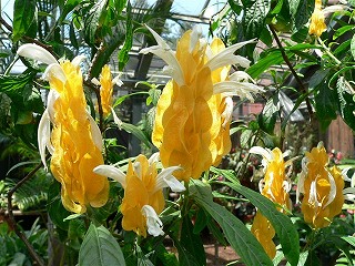 パキスタキス・ルテア