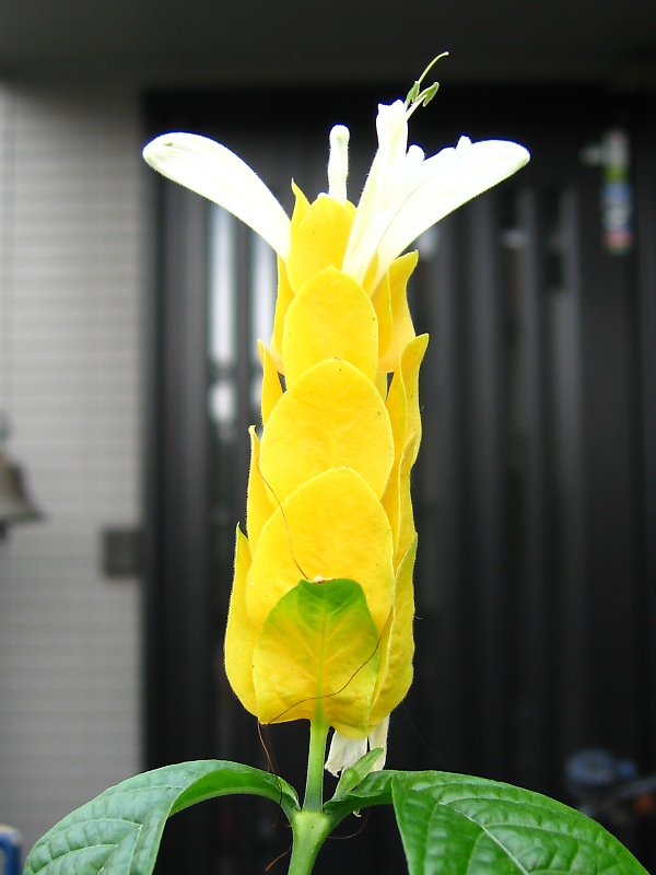 パキスタキス・ルテア